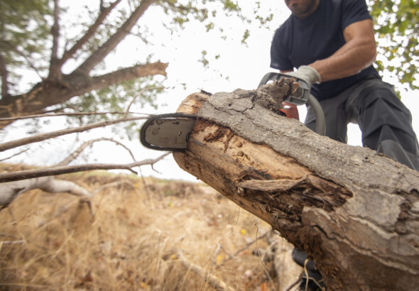 tree removal services