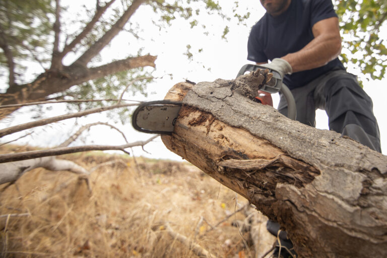 tree removal services